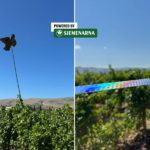 OPREZ: Čvorci i druge ptice prijete voćnjacima i vinogradima