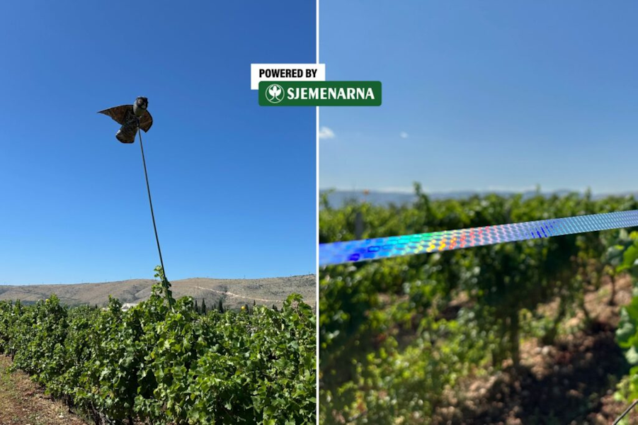 OPREZ: Čvorci i druge ptice prijete voćnjacima i vinogradima