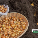 Sjemenski luk stigao u agrocentar: Koju sortu odabrati za jesensku sadnju?