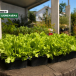 Kristalka – najomiljeniji tip salate za jesensku sadnju