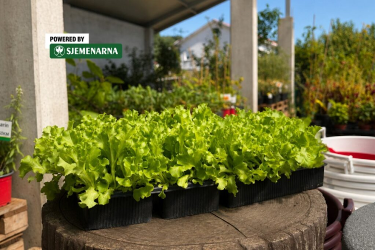 Kristalka – najomiljeniji tip salate za jesensku sadnju