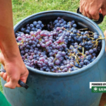 Da vina ne ostanu slatka, važno je koristiti kvasce