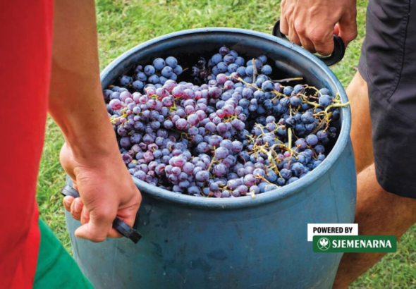 Da vina ne ostanu slatka, važno je koristiti kvasce